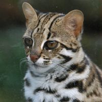 Leopard Cat (&copy; Depositphotos)