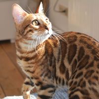 Zuhause f&uuml;r erwachsene Bengalkatze gesucht.